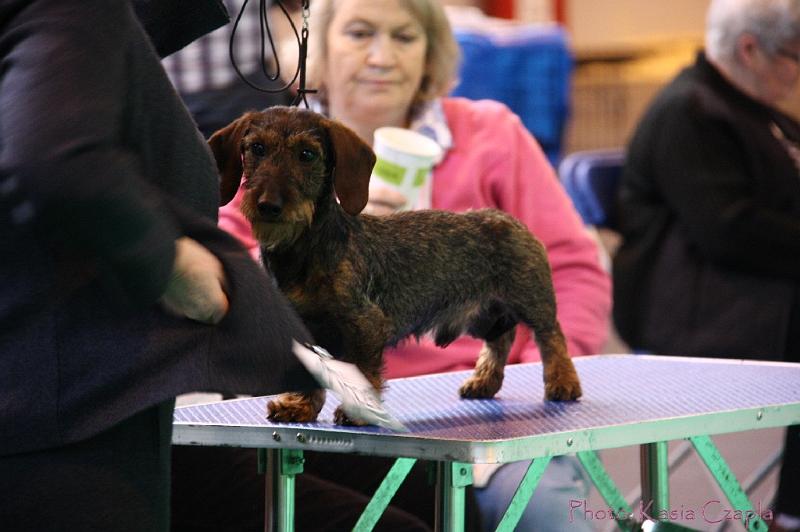 Crufts2011_2 559.jpg